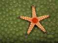 /album/ostatne/underwater-wallpaper-45-635958-jpeg/